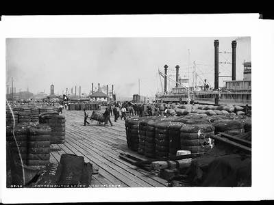 Cotton on the levee, New Orleans, Louisiana, 1880