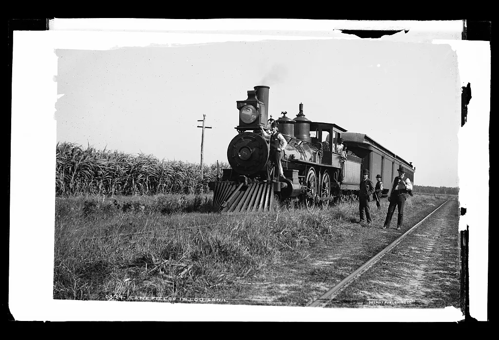 Cane fields in Louisiana, 1880