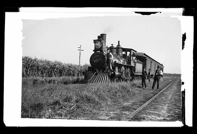Cane fields in Louisiana, 1880