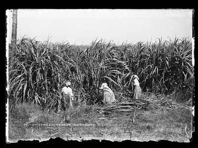 Cutting sugar cane in Louisiana, 1880