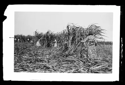 Cutting sugar cane in Louisiana, 1880