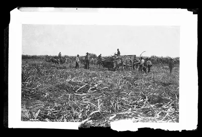 Cutting sugar cane in Louisiana, 1880