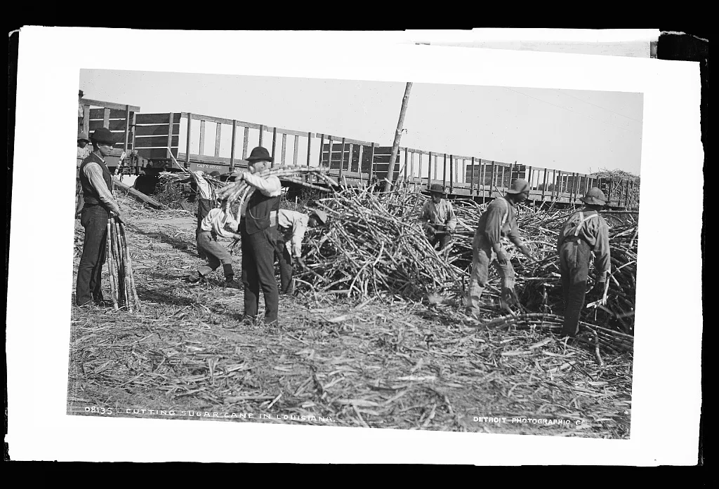 Cutting sugar cane in Louisiana, 1880