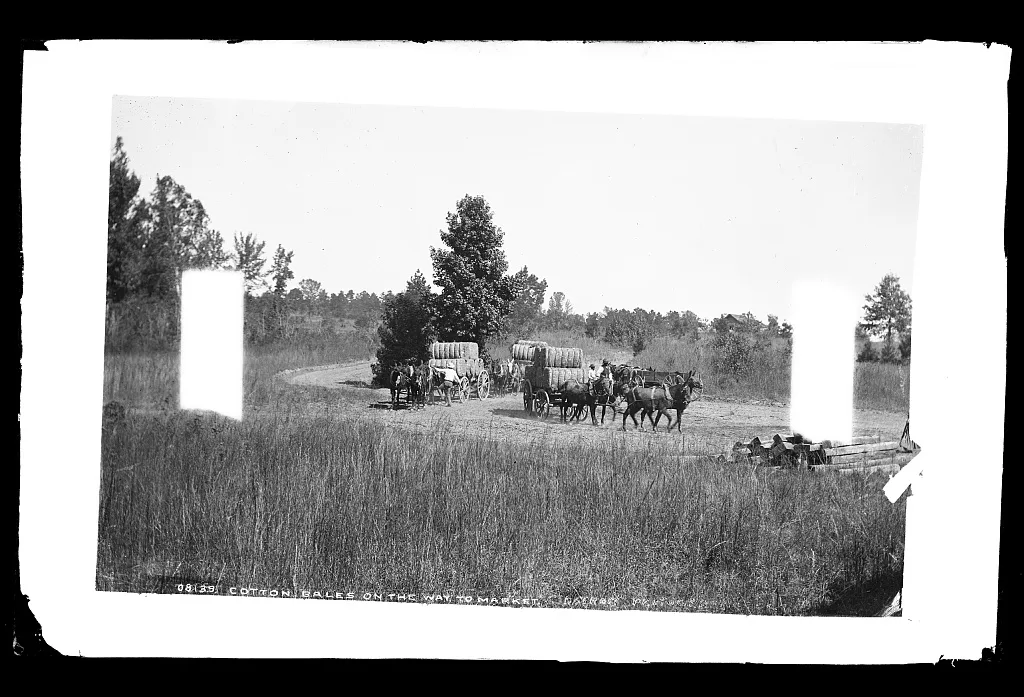 Cotton bales on the way to market, 1880