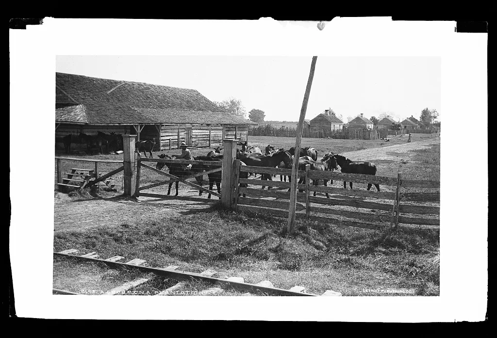A group on a plantation, 1880