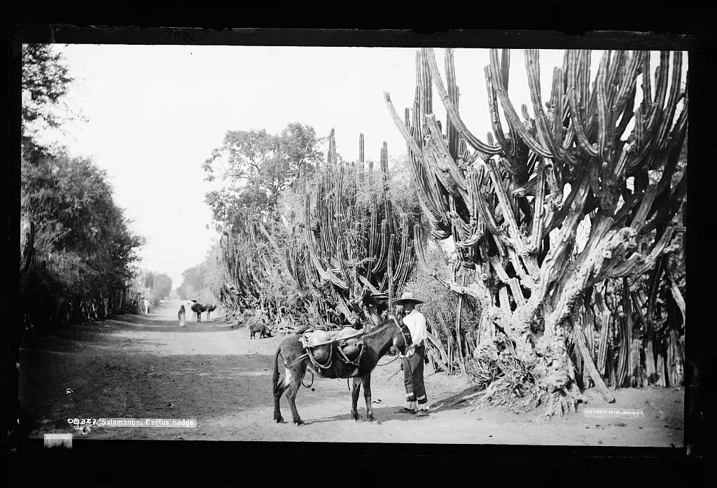 Salamanca, cactus hedge, Guanajuato, 1880