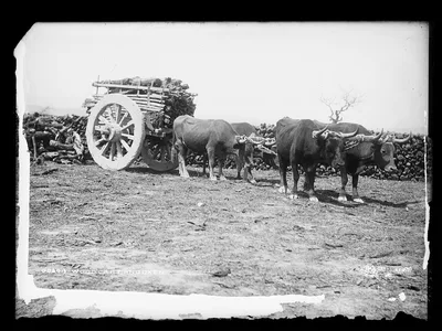 Wood cart and oxen, Mexico, 1880