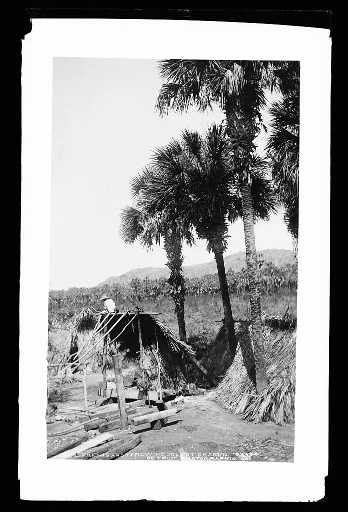 Palms and straw houses at Rascon, Mexico, Rascon, 1880