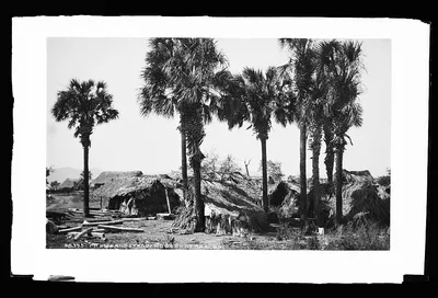 Palms and straw houses at Rascon, Mexico, Rascon, 1880