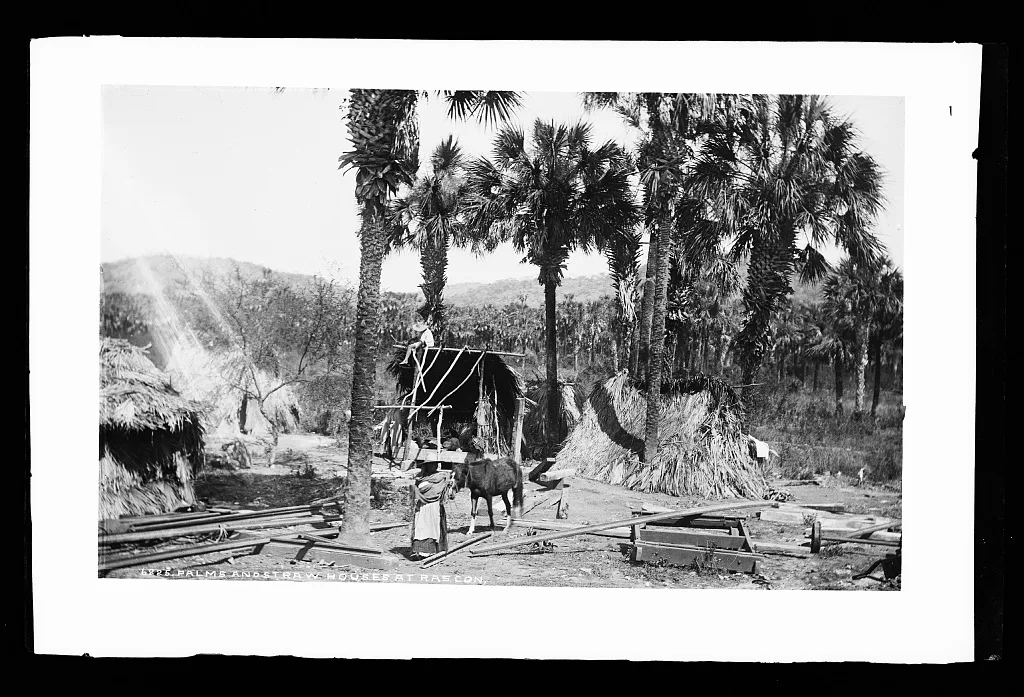 Palms and straw houses at Rascon, Mexico, Rascon, 1880