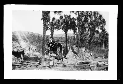 Palms and straw houses at Rascon, Mexico, Rascon, 1880