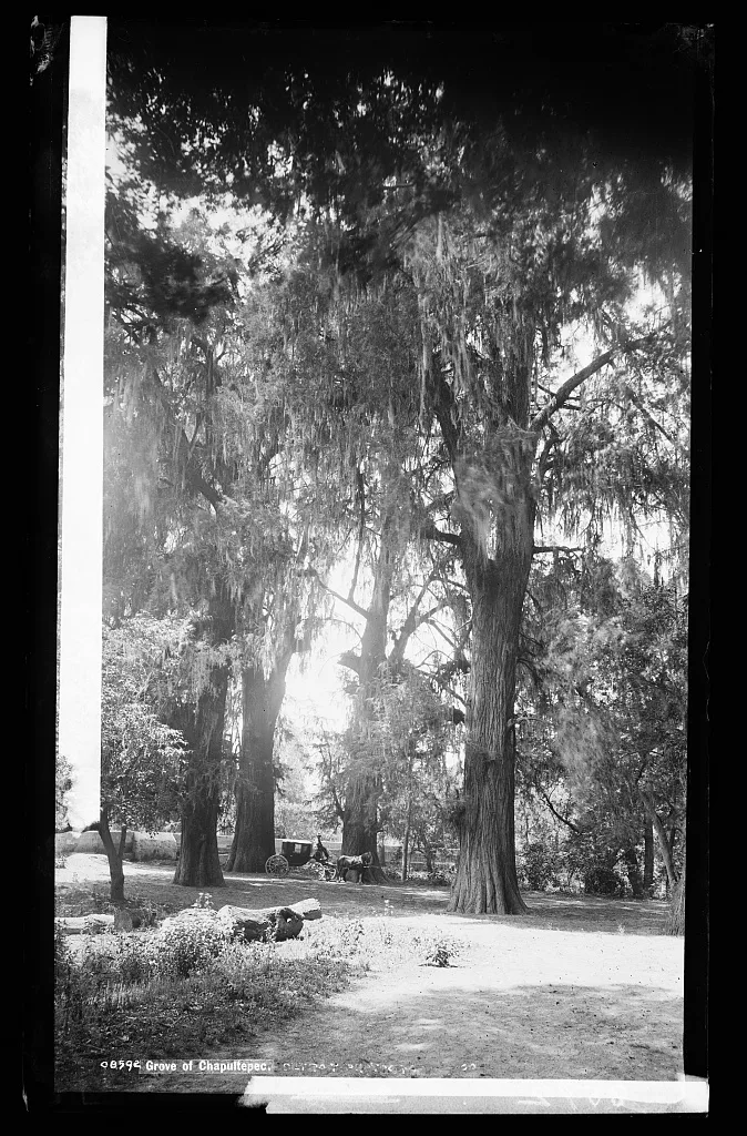 Grove of Chapultepec, Chapultepec, Mexico, 1880