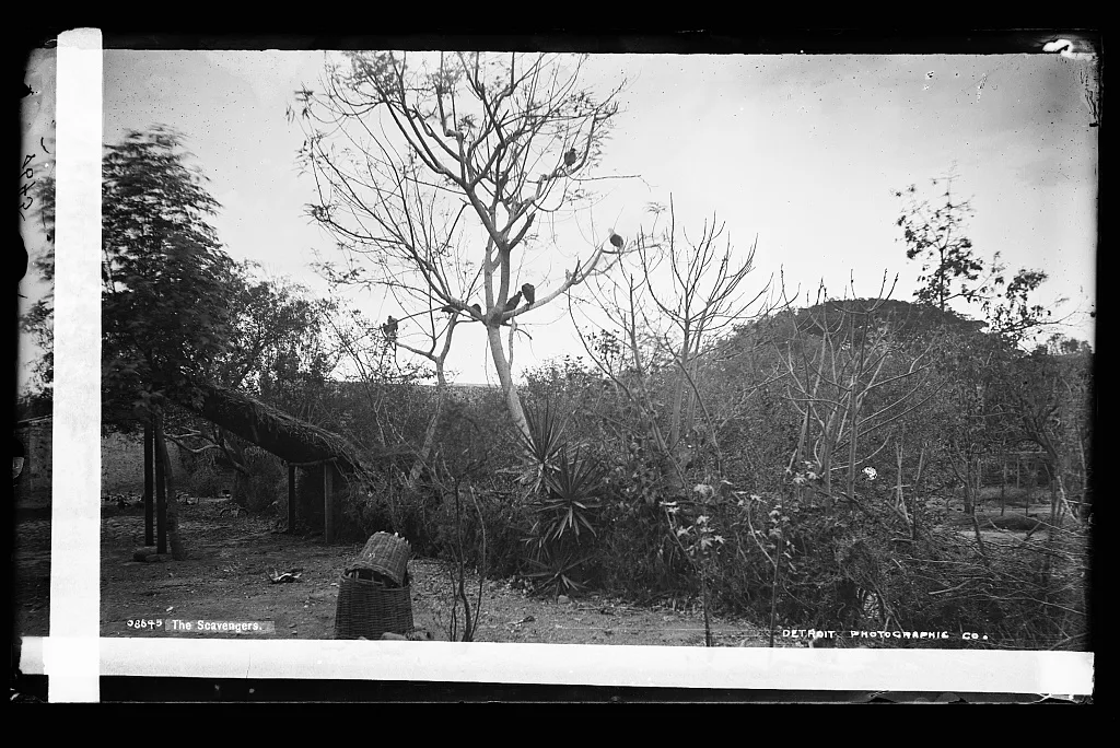 The scavengers, Cuautla, Mexico, 1880