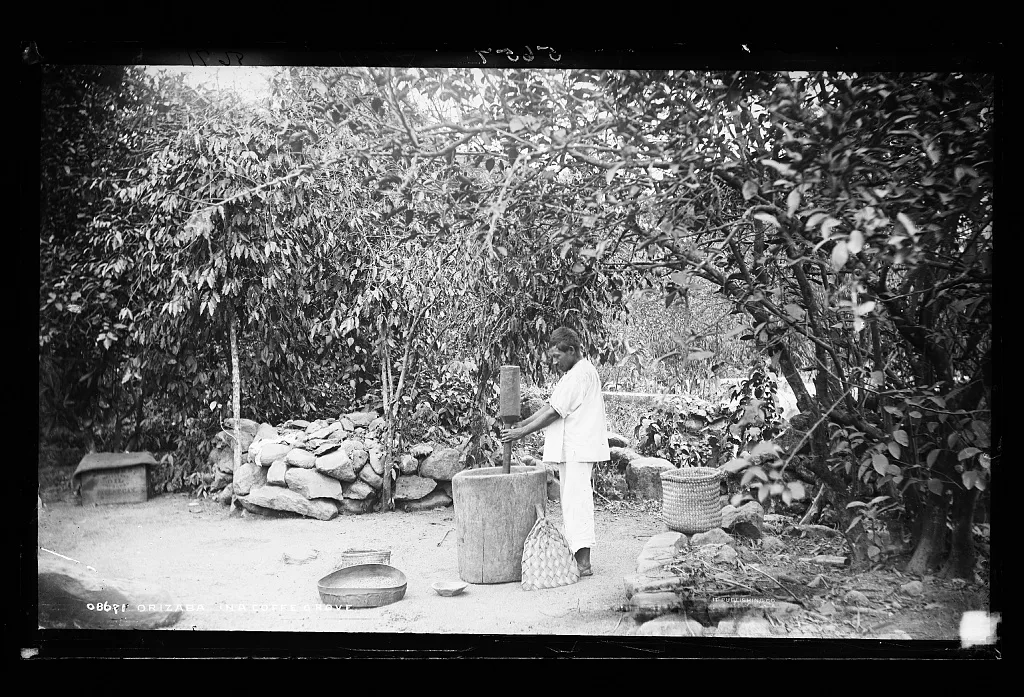 Orizaba, in a coffe [sic] grove, Orizaba, Mexico, 1880