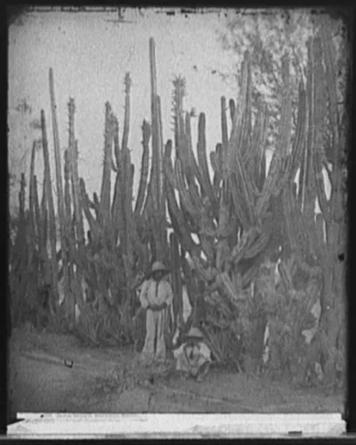 Cactus fence in Salamanca, Mexico, Guanajuato, 1880