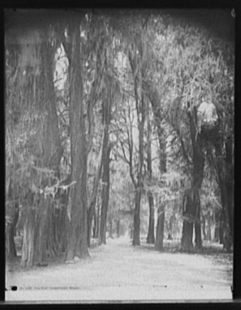 Grove of Chapultepec, Mexico, 1880