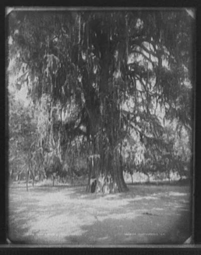 Montezuma's tree, Mexico, Mexico, Chapultepec, 1880
