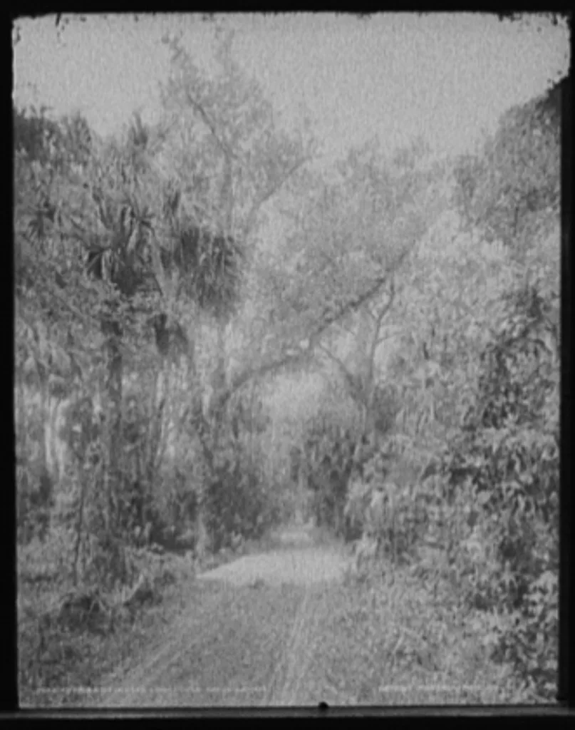 The Hammock road, Ormond, Fla, Florida, 1894
