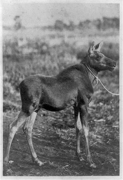 [Young moose domesticated on Major Pense's ranch on the Yellowstone], 1870