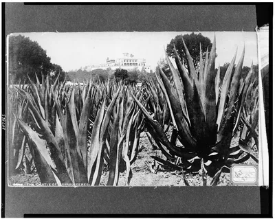 The Castle of Chapultepec, Chapultepec, Mexico, 1884