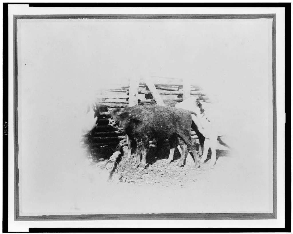 [Young buffalo calves near fence], 1870