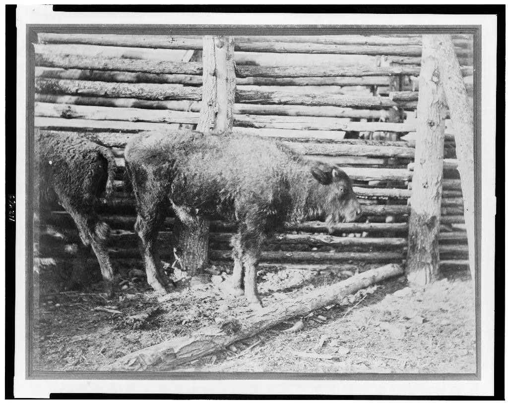 [Young buffalo calves near fence], 1870