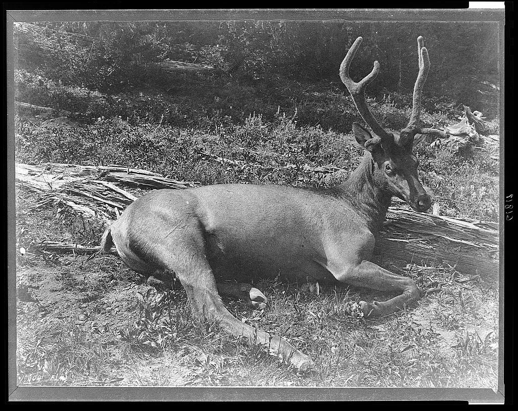 [Elk with velvet on its antlers, lying down, Yellowstone National…, Yellowstone National Park, 1871